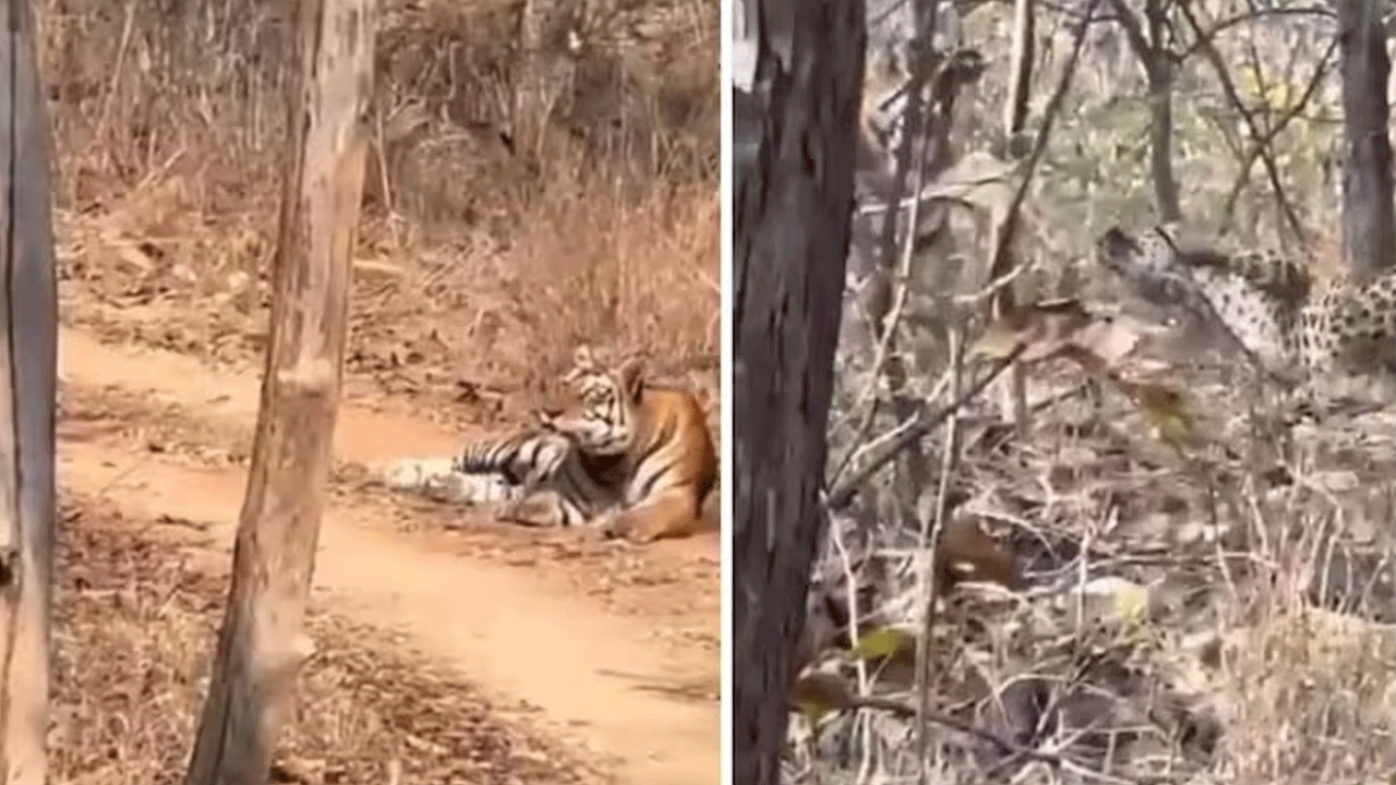 Viral Video | చిరుతను వెంటాడిన పులి..చివరి నిమిషంలో ఏమైందంటే..!