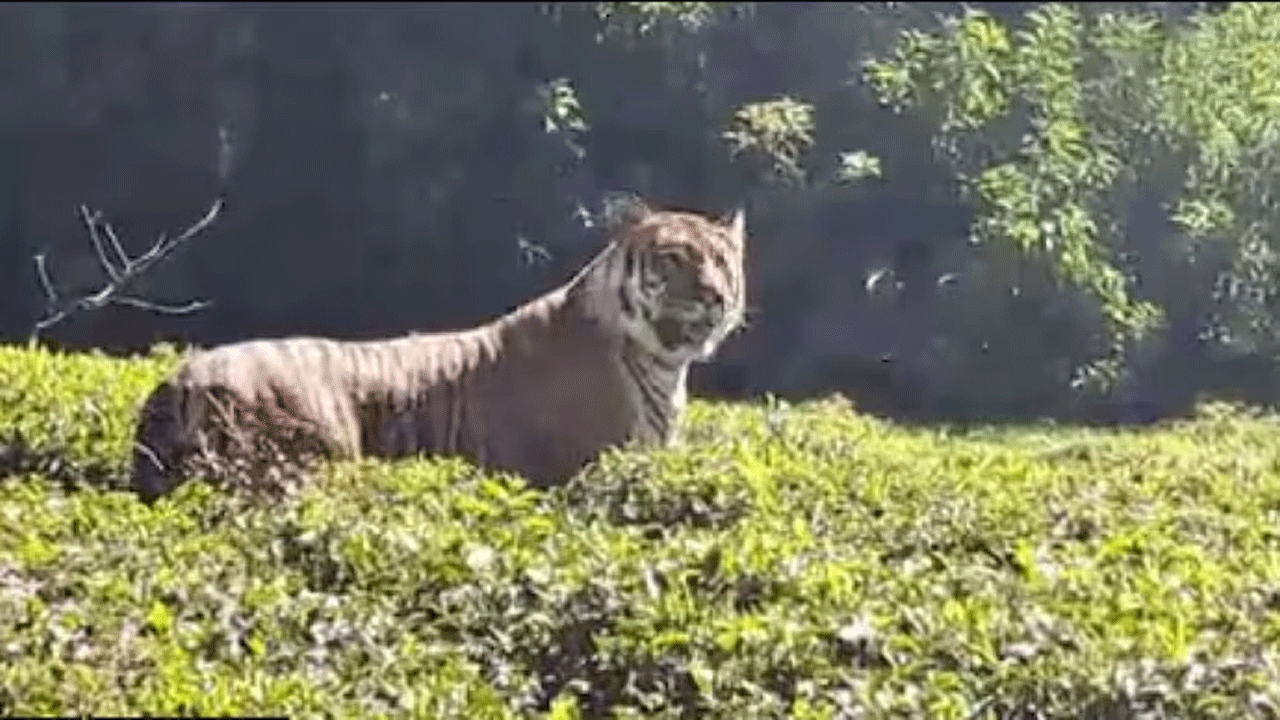 వైర‌ల్ వీడియో : టీ ఎస్టేట్‌లో టైగ‌ర్ సంచారం