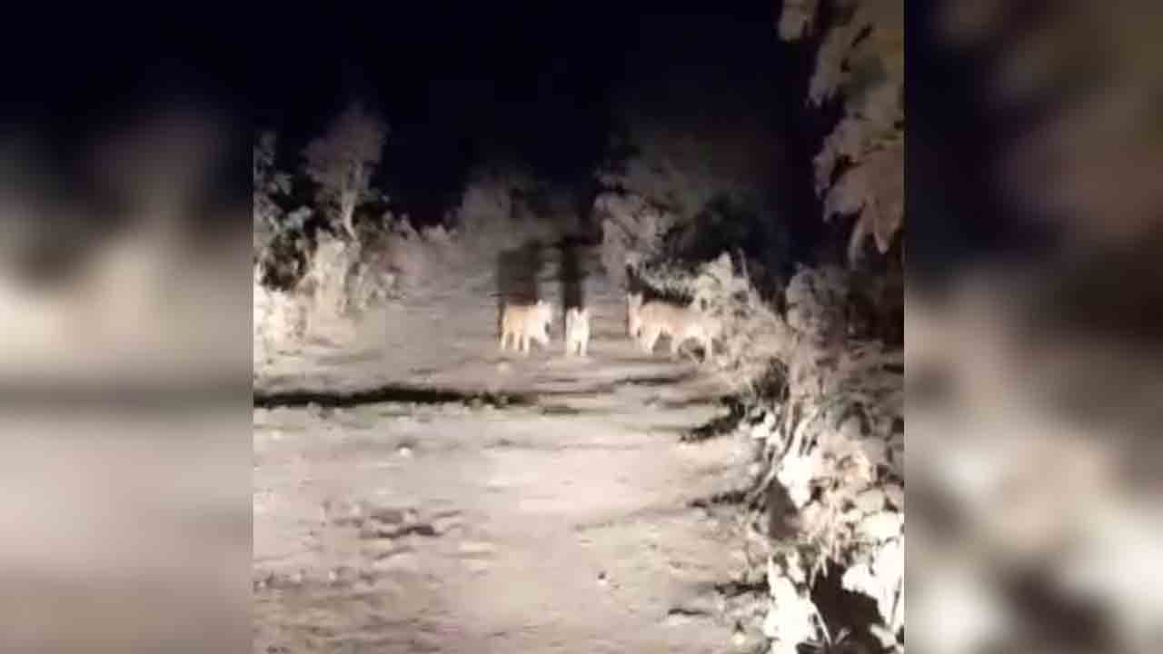 ఆదిలాబాద్ జిల్లాలో ప్ర‌త్య‌క్ష‌మైన నాలుగు పులులు.. అట‌వీశాఖ అధికారులు అప్ర‌మ‌త్తం