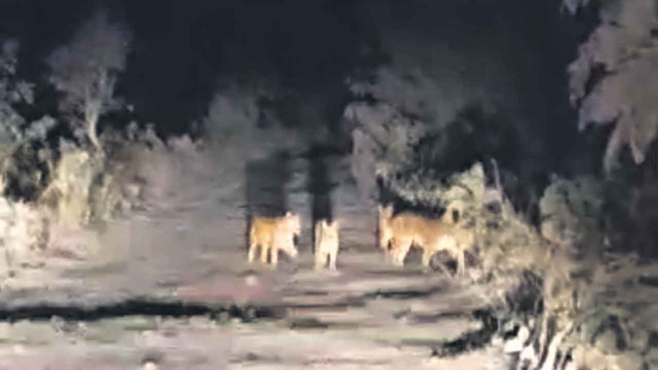 వామ్మో.. నాలుగు పులులు పిప్పల్‌కోటి సమీపంలో సంచారం