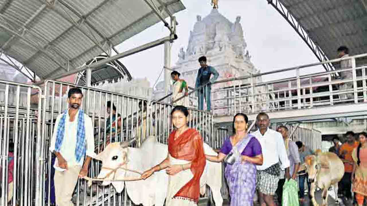 Maha Shivaratri 2023 | వేములవాడ రాజన్నకు కోడె మొక్కులు ఎందుకు చెల్లిస్తారు?