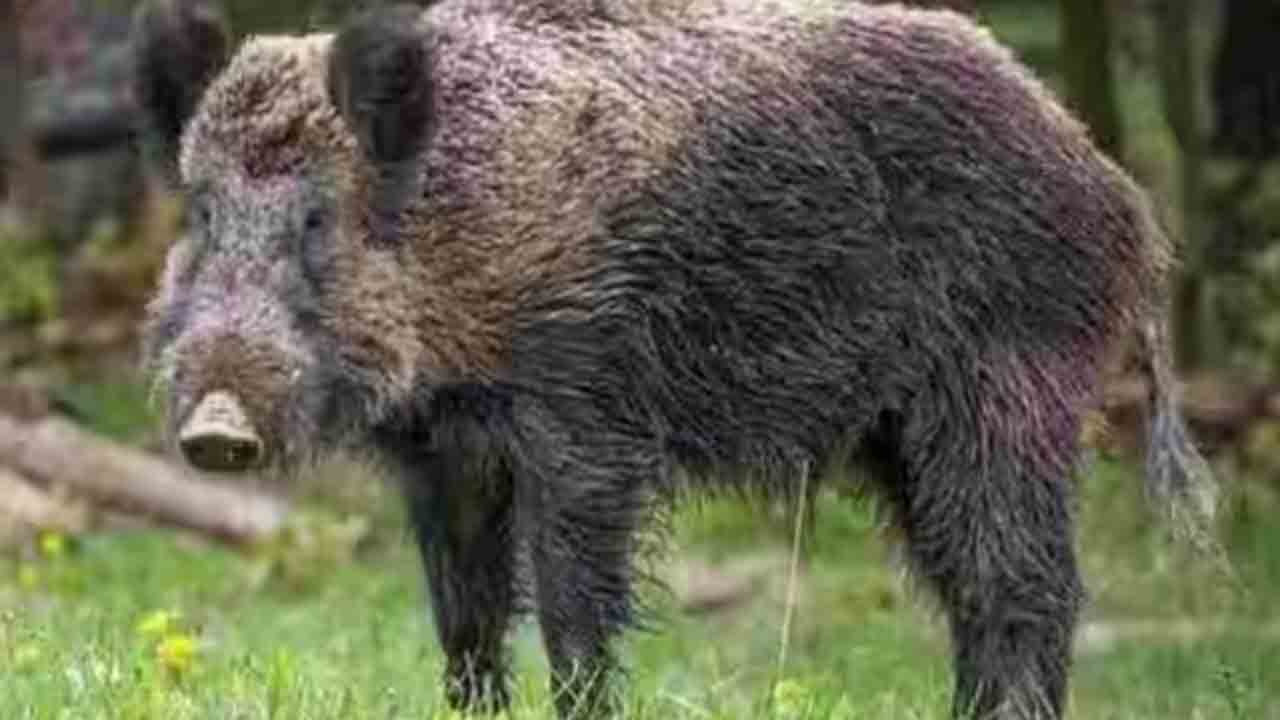 wild boar | అడవి పంది దాడి నుంచి కుమార్తెను కాపాడిన తల్లి.. దానితో పోరాడి మృతి