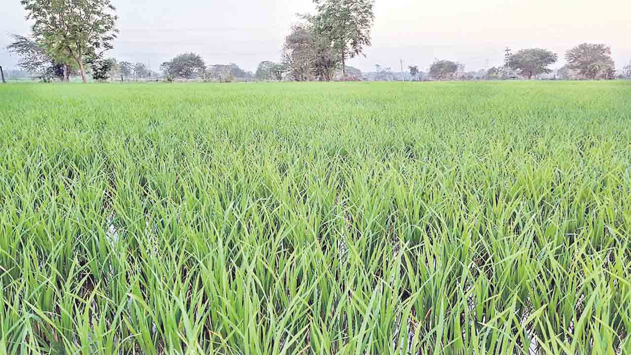 పక్కాగా..సాగులెక్క