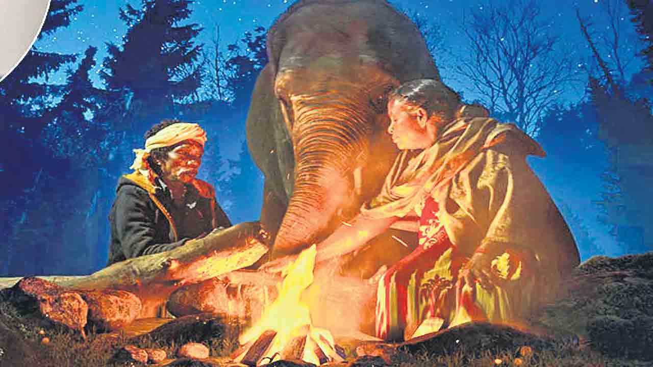 మరో అనాథ ఏనుగు దత్తత