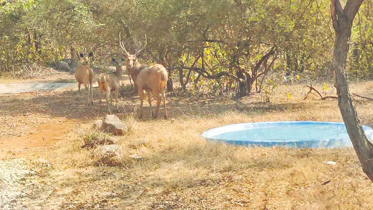 వన్యప్రాణుల దాహం తీరేలా..