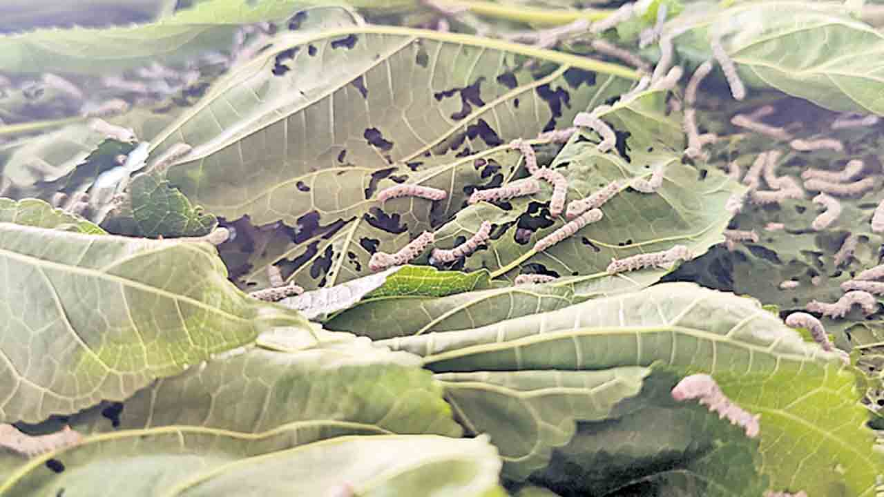 Horticulture | నెల రోజుల్లోనే సిరులు కురిపిస్తున్న పట్టు పురుగుల పెంపకం