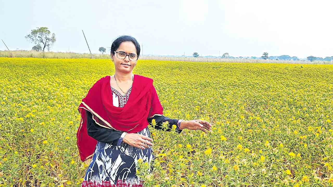 ఆమె ఇంట ఆర్గానిక్‌ పంట