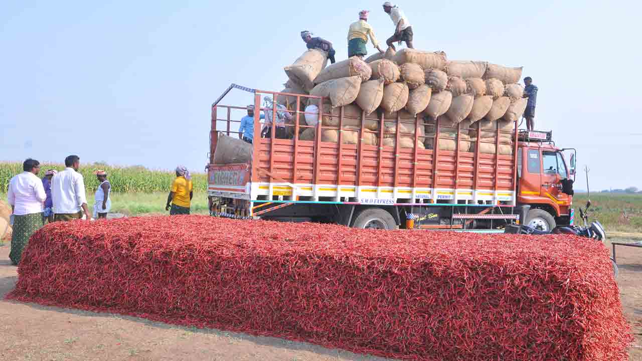 నేటి నుంచి మిర్చి కొనుగోళ్లు