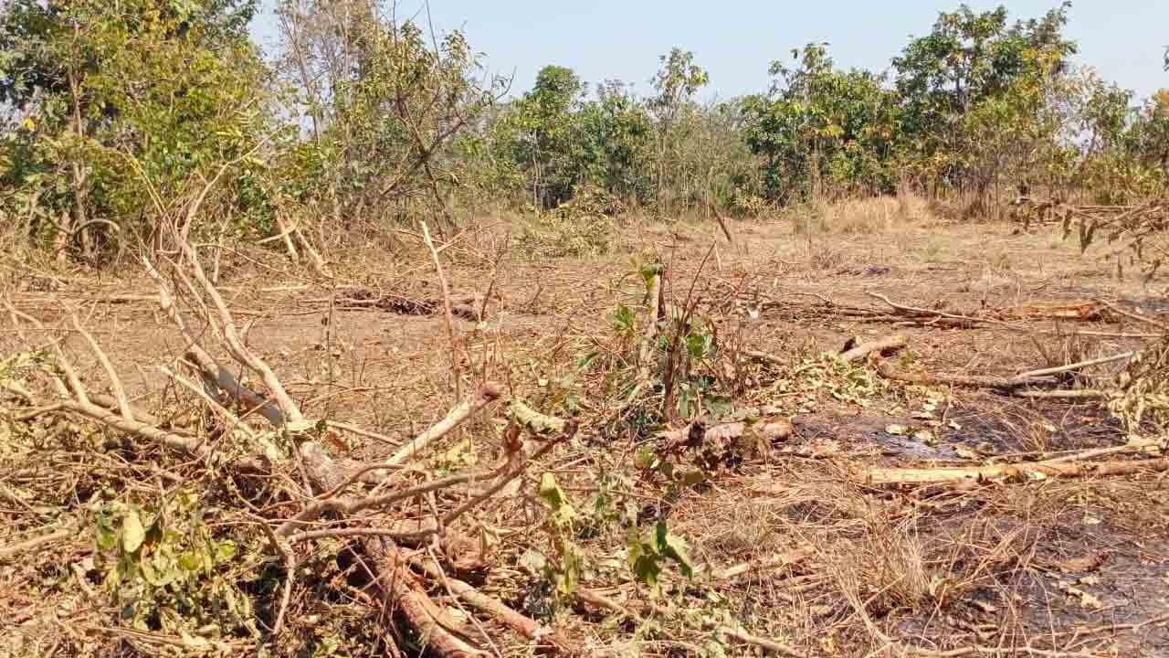 అటవీ భూమి ఆక్రమణకు స్కెచ్‌