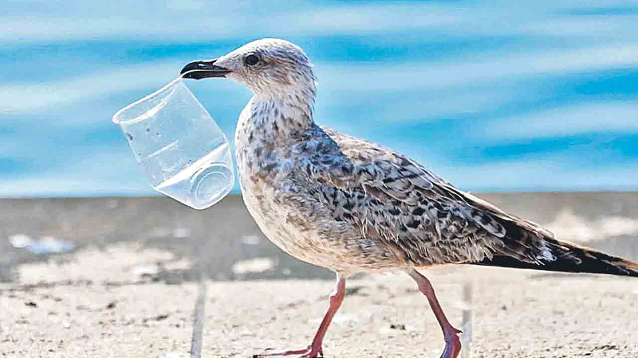 Plasticosis | ప్లాస్టిక్‌ కాలుష్యంతో ‘ప్లాస్టికోసిస్‌’ వ్యాధి
