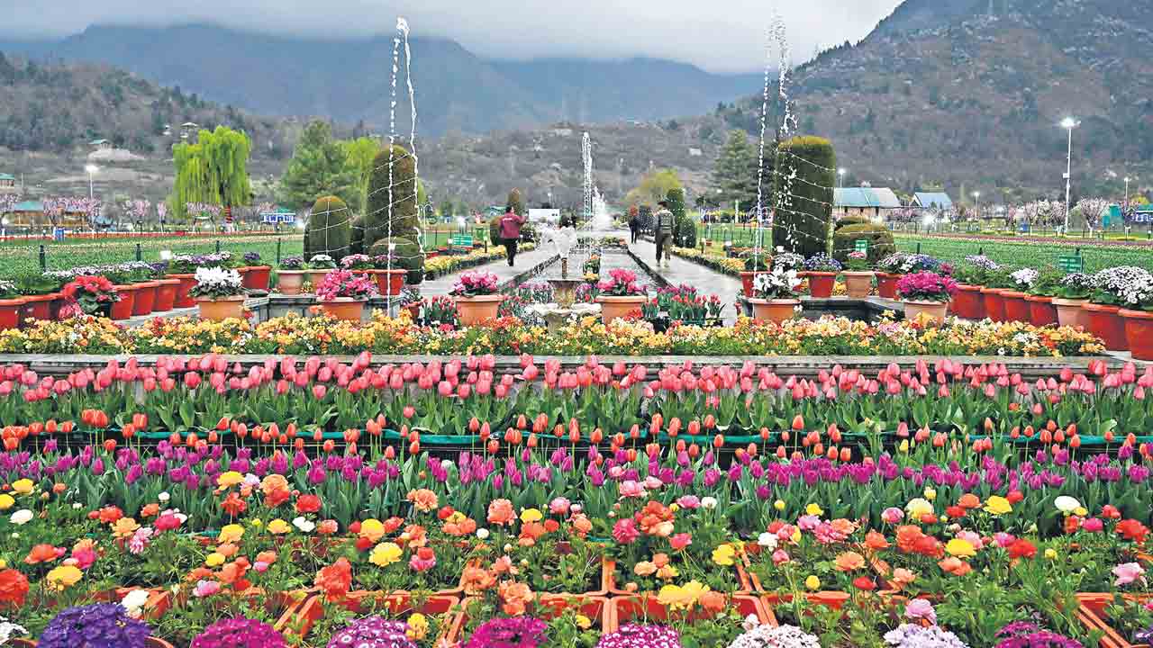 అందాల పరవళ్లు.. తులిప్‌ల తుళ్లింతలు