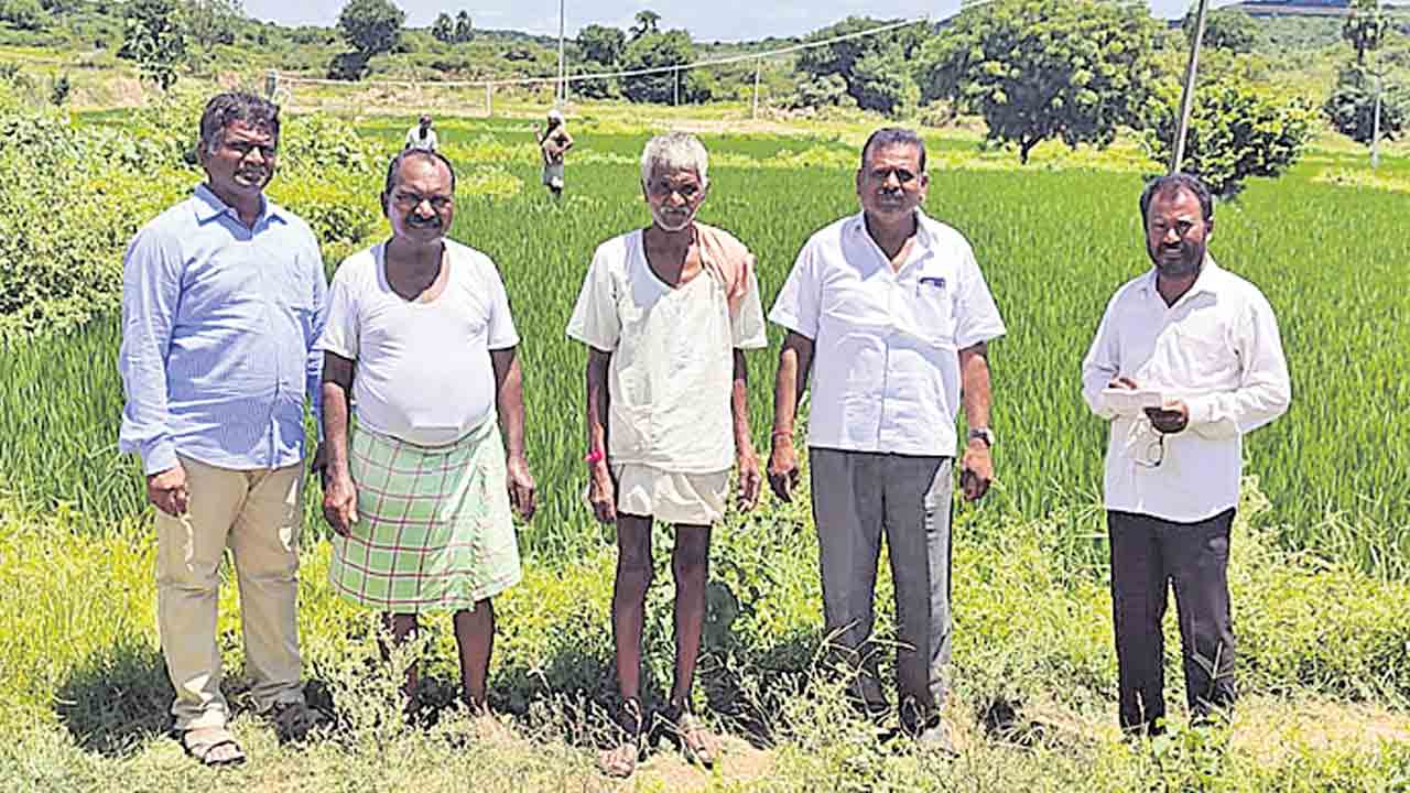 సాగు పెరిగింది
