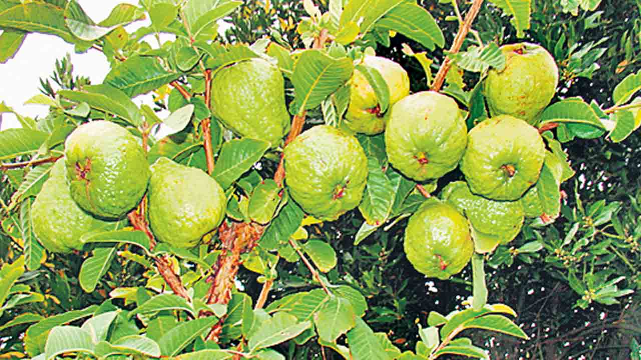 కడుపు నిండా కన్న ముత్తైదువు