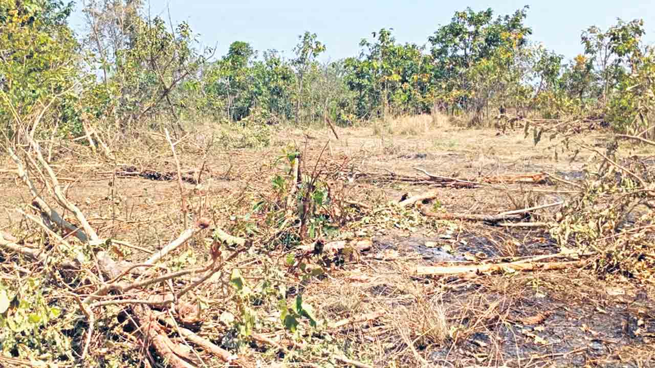 హామూడెకరాల్లో అడవి నరికివేత