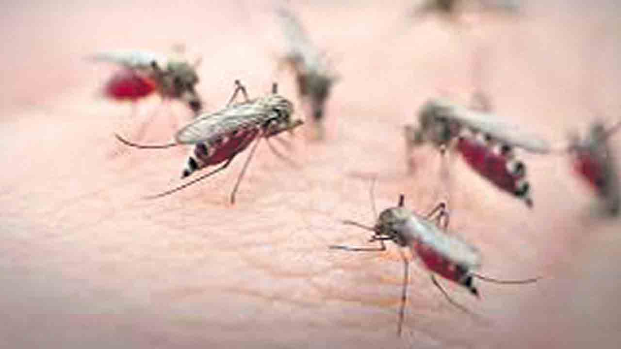 Mosquitoes | దోమల లొల్లి ఎక్కువైంది.. నిద్ర పట్టకుండా చేస్తున్నాయి.. దేశవ్యాప్త గుడ్‌నైట్‌ సర్వేలో వెల్లడి