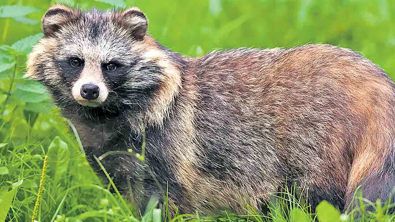 Raccoon Dogs | చైనా కుక్కల నుంచే కరోనా? రకూన్‌ జాతి శునకాల జన్యువుల్లో ‘వైరస్‌ ఆనవాళ్లు’