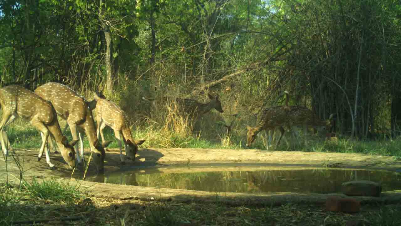 వన్యప్రాణుల దాహార్తి తీరుస్తున్న సాసర్‌పిట్లు