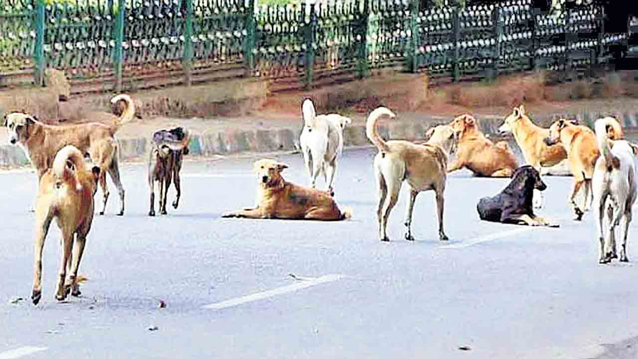 వీధి కుక్కల నియంత్రణకు హై లెవెల్‌ కమిటీ.. కమిషనర్‌ లోకేశ్‌కుమార్‌ ఉత్తర్వులు