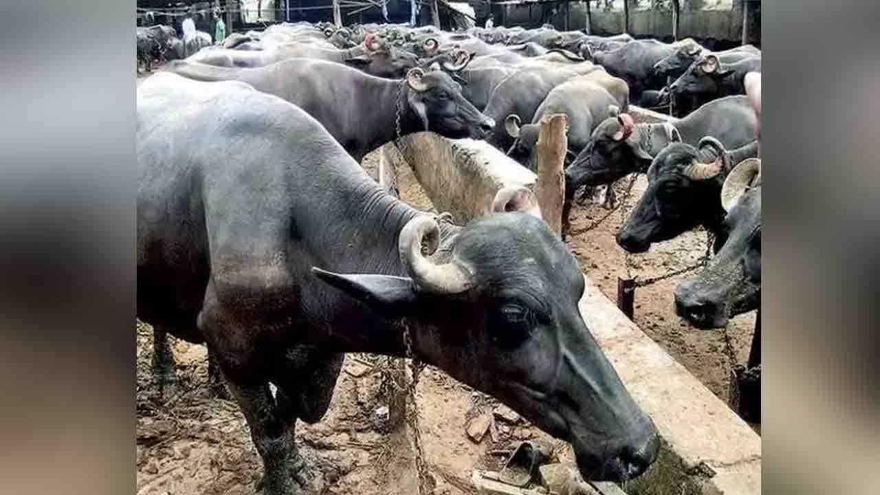 ఎండకు పశువులు జాగ్రత్త!