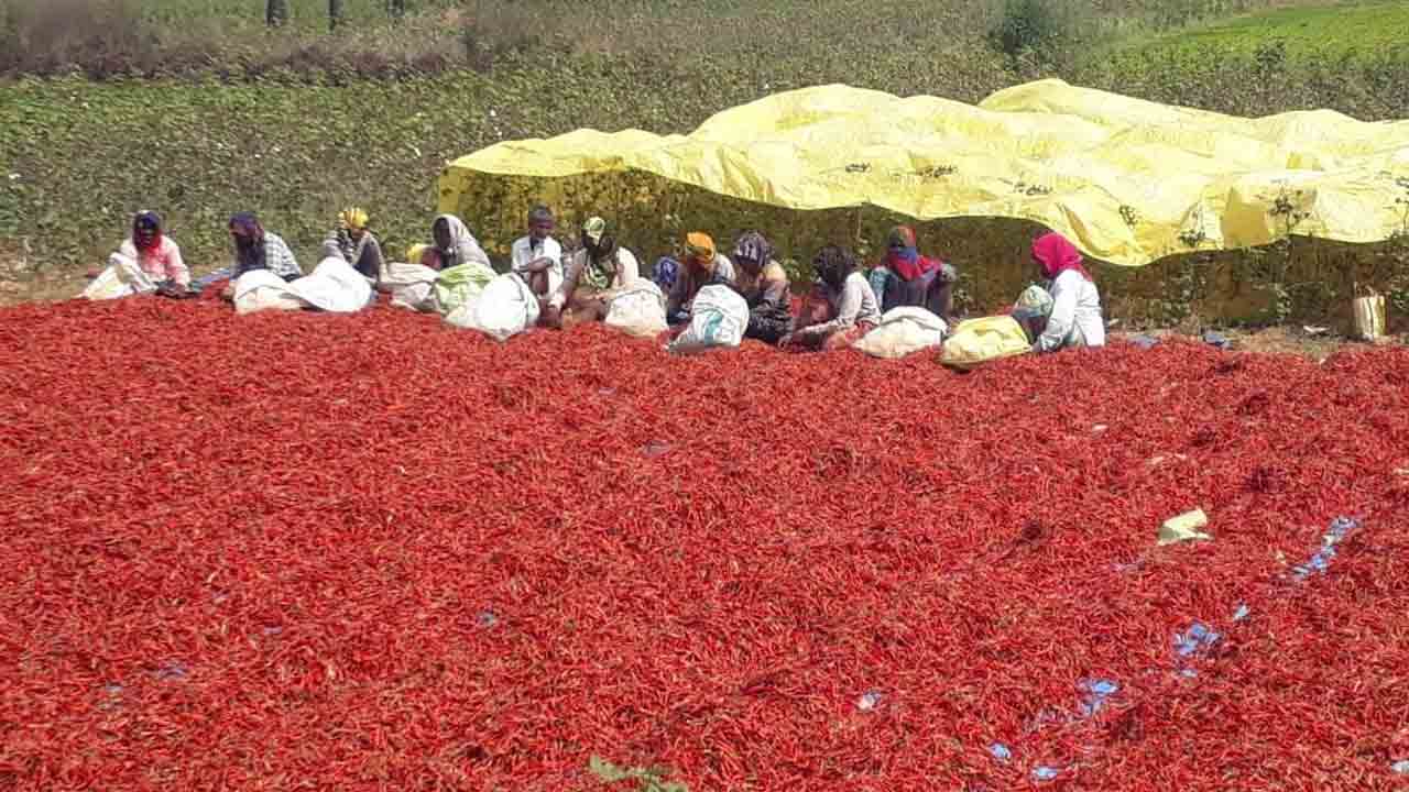 ఎర్ర బంగారానికి భలే డిమాండ్‌