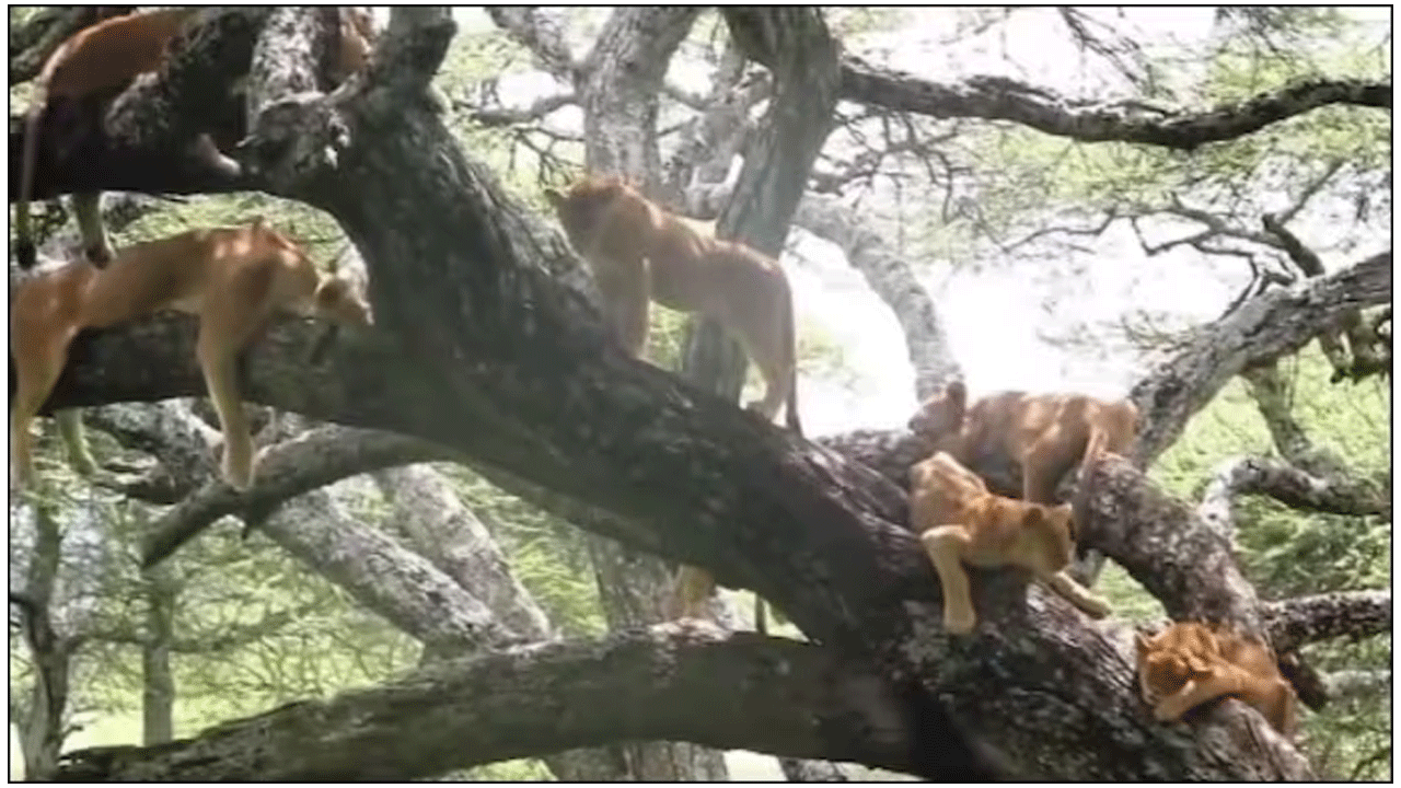 Viral Video | అంత‌ర్జాతీయ‌ వ‌న్య‌ప్రాణి దినోత్స‌వం : అరుదైన వీడియో షేర్ చేసిన కిర‌ణ్ రిజిజు