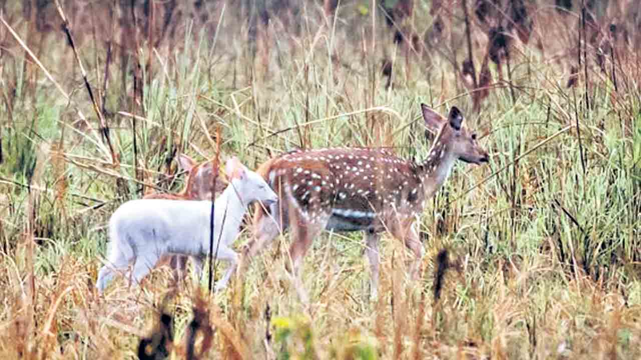 అరుదైన హరిణం… అక్కడ సహజం