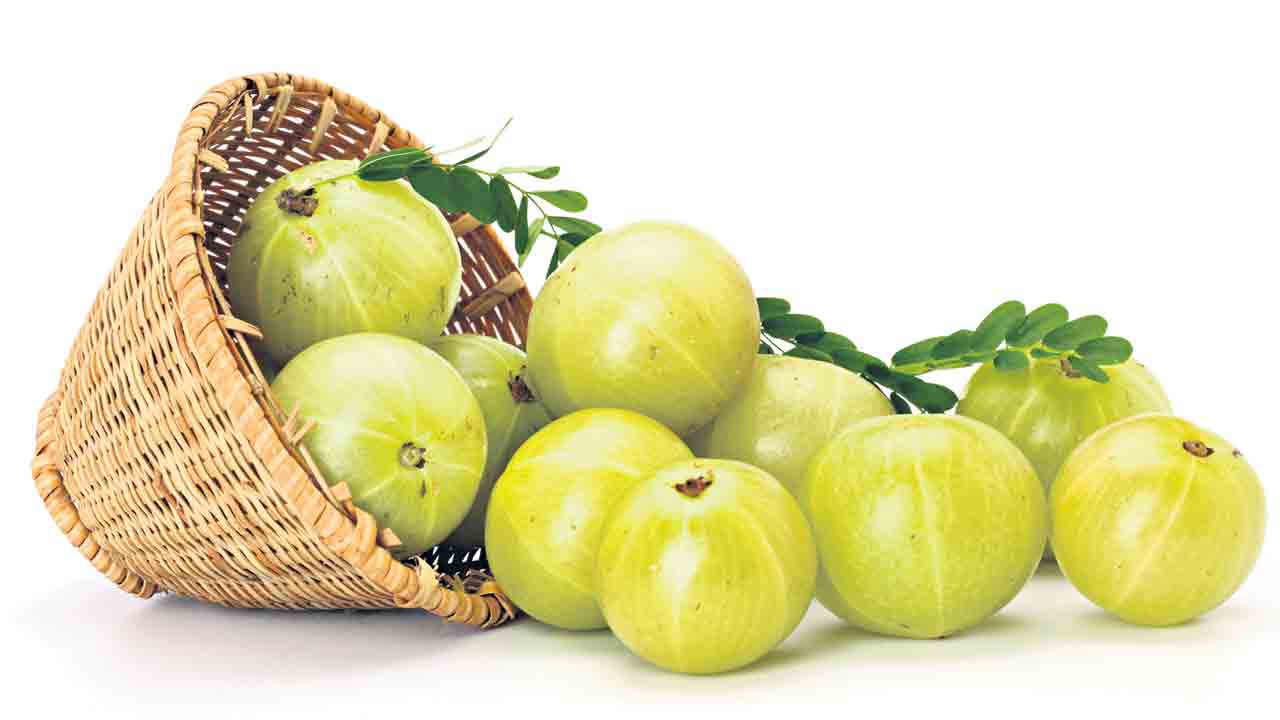 లాభాల ఉసిరి