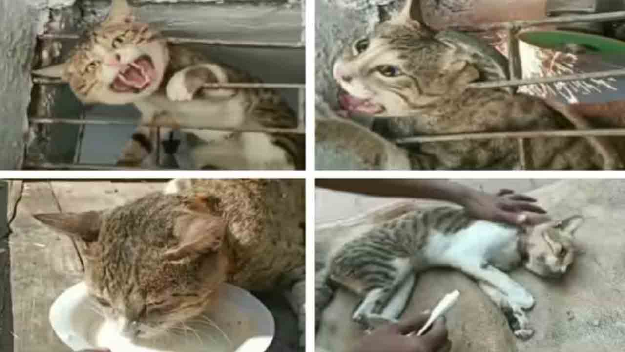 Watch: ఇనుప కిటికీలో చిక్కిన పిల్లి తల.. స్థానికులు ఎలా రక్షించారంటే!