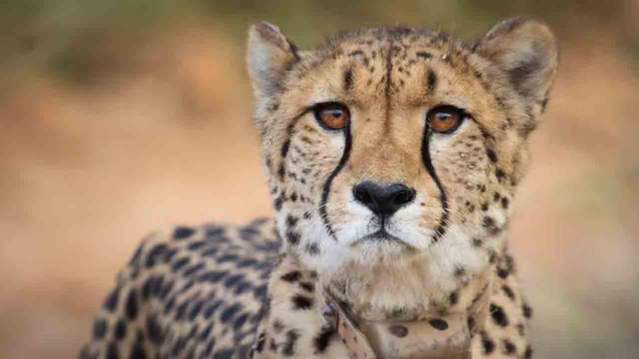 Namibia Cheetah Sasha | కూనో నేషనల్‌ పార్క్‌లో నమీబియా చిరుత సాషా మృతి