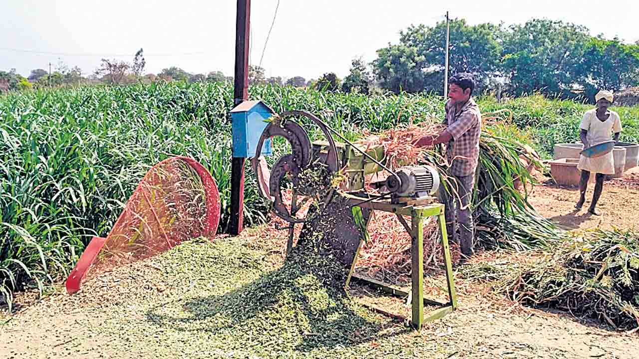 జాగ్రత్తలతో పశుగ్రాసం కొరతకు చెక్‌