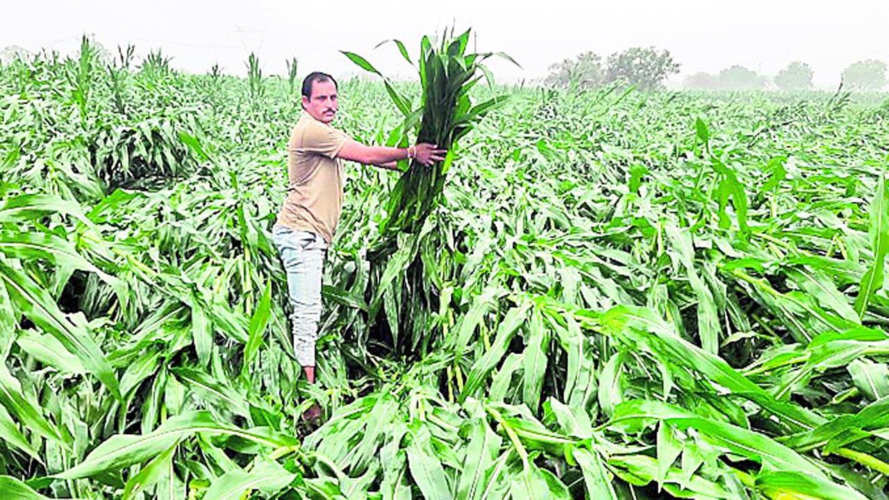 అకాల వర్షం.. అన్నదాత ఆగమాగం