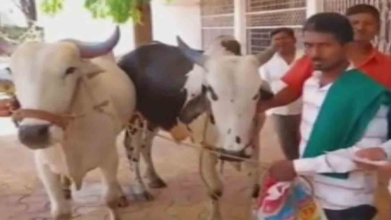 లంచమివ్వలేను.. ఎడ్లను తీసుకెళ్లండి