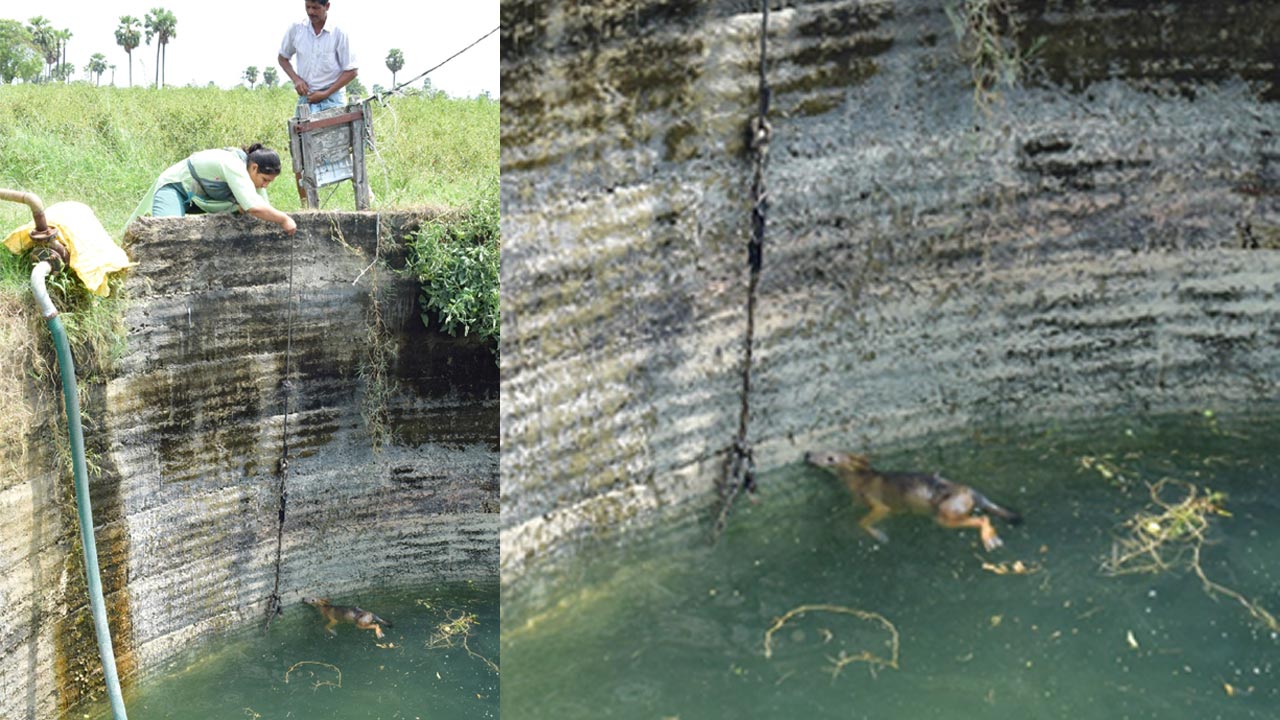 వ్యవసాయబావిలో పడ్డ నక్క.. కాపాడిన జంతుప్రేమికురాలు