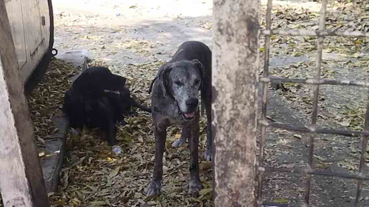 Gangster Atiq Ahmed | జైలులో గ్యాంగ్‌స్టర్‌.. ఆకలి, దప్పులతో చనిపోయిన అతని పెంపుడు కుక్క