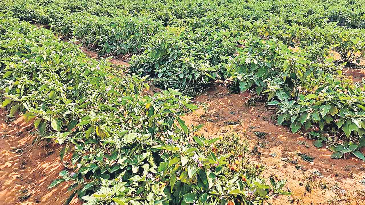 Hyderabad | హైదరాబాద్‌లో అమ్మే 95 శాతం కూరగాయలు మేడ్చల్‌ నుంచే !