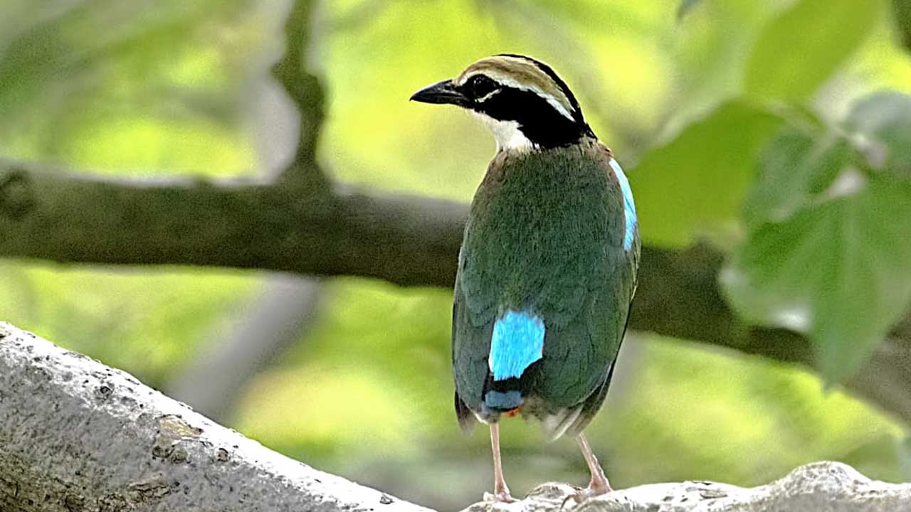 Indian Pitta | నారాయణపేటలో అరుదైన వలస పక్షి ప్రత్యక్షం..!
