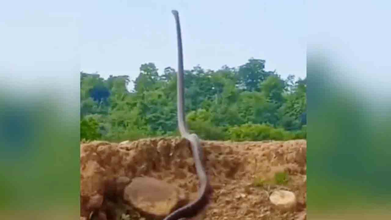 King Cobra | వామ్మో.. ఎంత పెద్ద కింగ్‌ కోబ్రానో.. వీడియో వైరల్‌