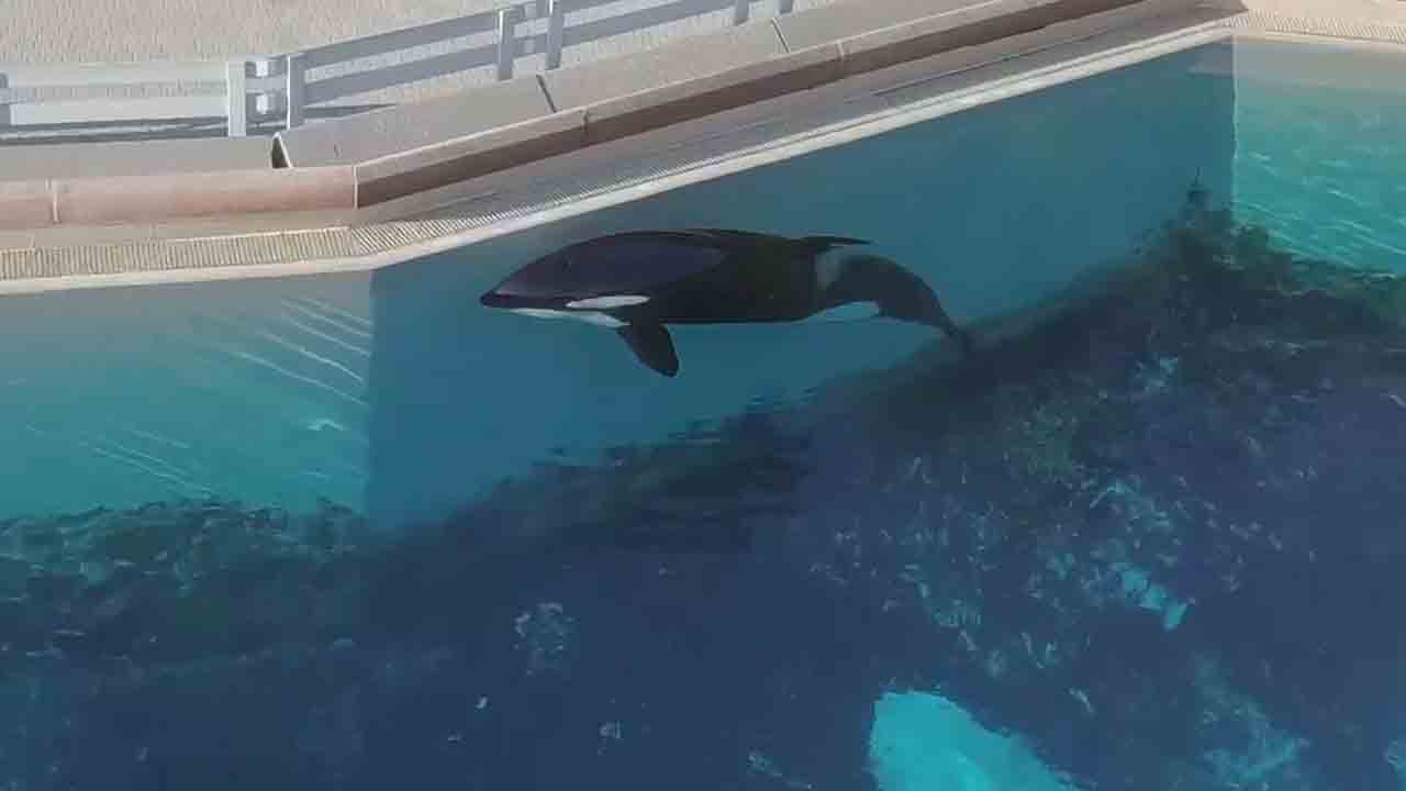 Killer whale Kiska | అనారోగ్యంతో కిస్కా తిమింగలం మృతి.. 40 ఏండ్లుగా నీళ్ల ట్యాంకులో జీవనం