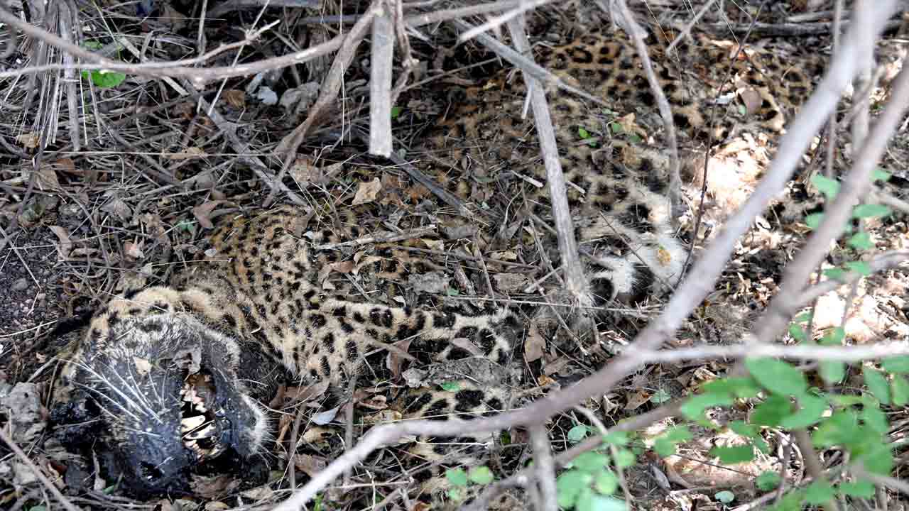 నల్లగొండ శివారులో చిరుత