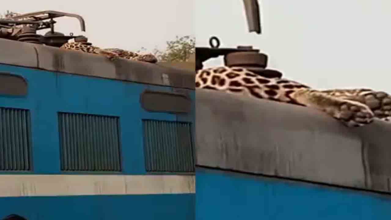 Video: రైలు ఇంజిన్‌పై చనిపోయిన చిరుత.. వీడియో వైరల్‌