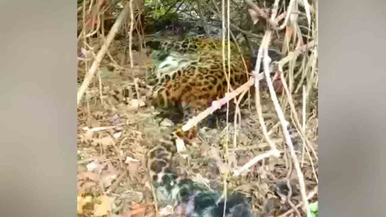 Leopard | నల్లగొండలో ఊర పందిని తిని చిరుతపులి మృతి!