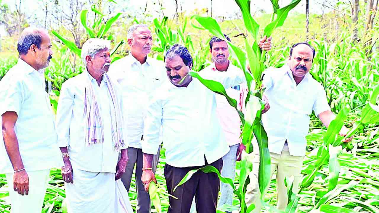 పంట నష్టంపై సమగ్ర సర్వే