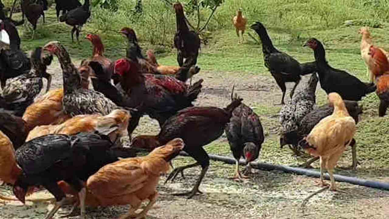 Country chicken |  సబ్సిడీపై నాటు కోళ్లు.. యూనిట్‌ కాస్ట్‌ రూ.3 వేలు.. సబ్సిడీ రూ.2,400 ఇస్తున్న సర్కారు