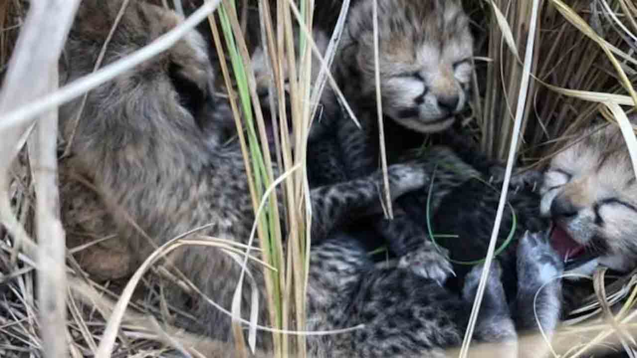 Namibian cheetah | నాలుగు పిల్లలకు జన్మనిచ్చిన నమీబియా చిరుత.. ఏడు దశాబ్దాల తర్వాత భారత్ గడ్డపై చీతాల జననం