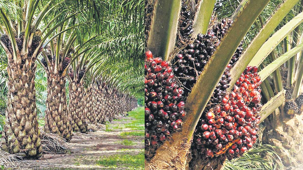 Oil Palm | అడవిలా ఆయిల్‌పాం తోటలు.. రాష్ట్రంలో మరో అటవీ ప్రాంతం సృష్టి!