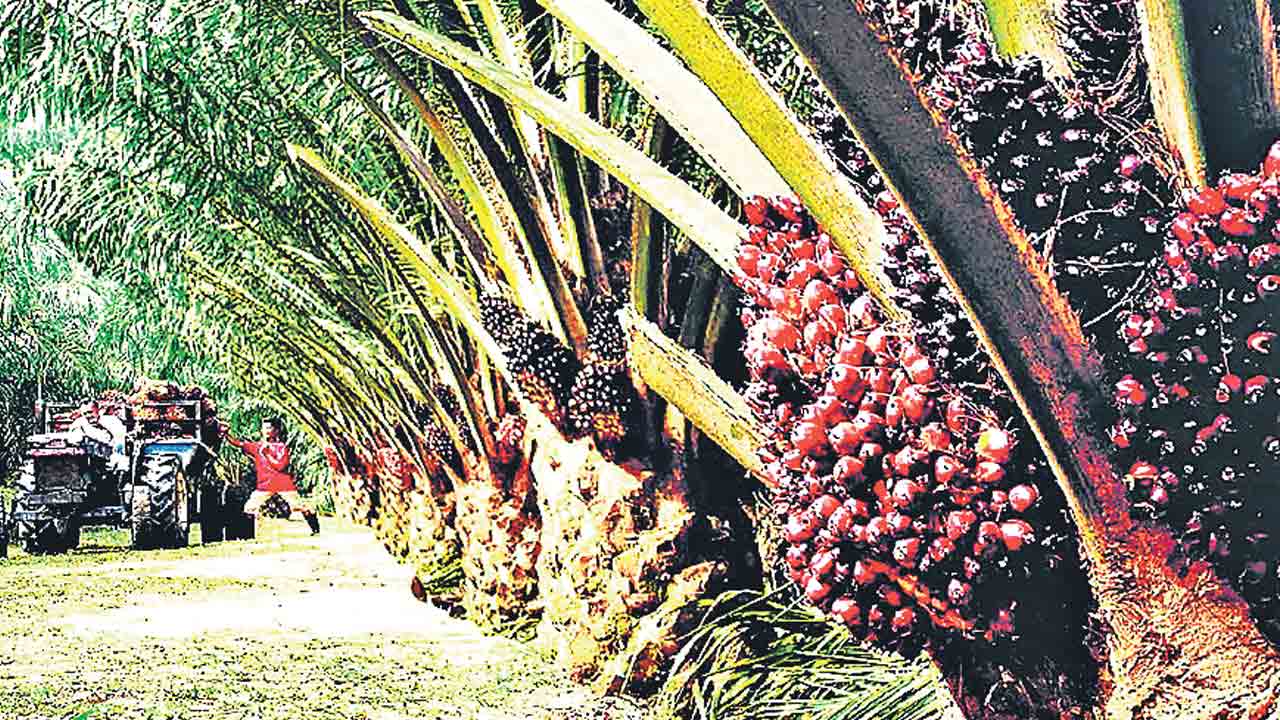 2.15 లక్షల ఎకరాల్లో ఆయిల్పామ్ సాగు