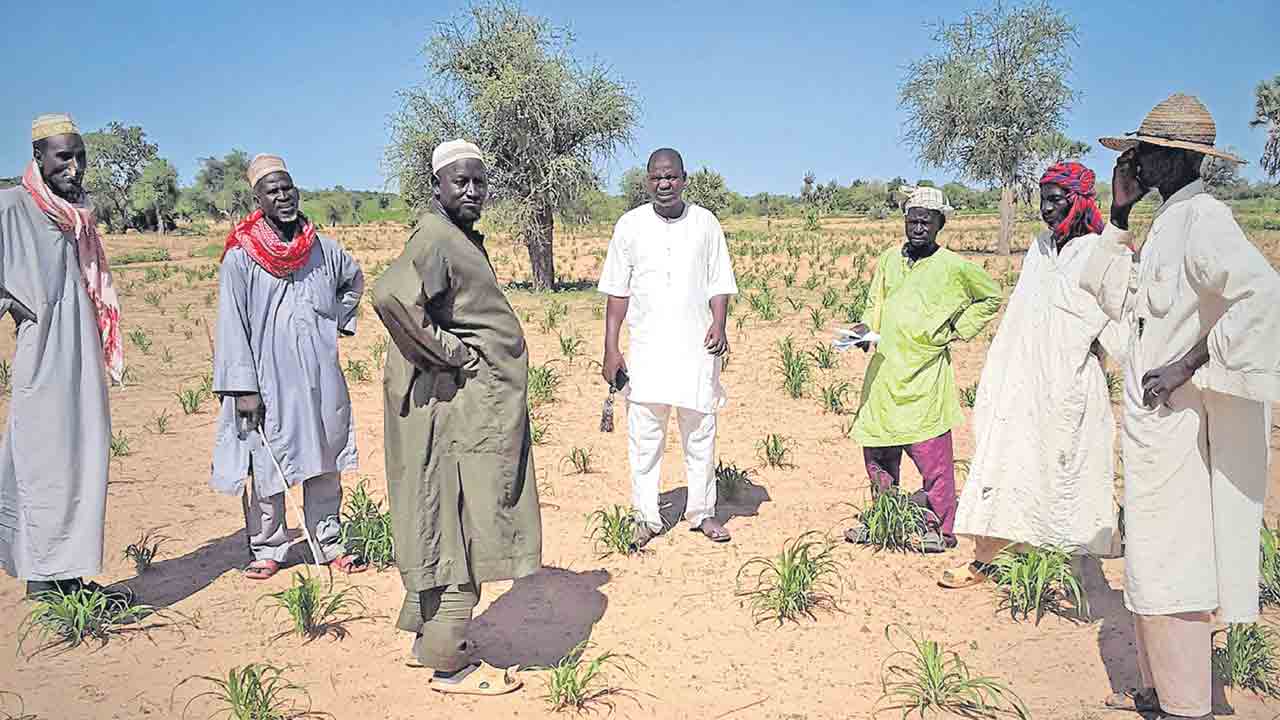 పాడి పంటల సాగు