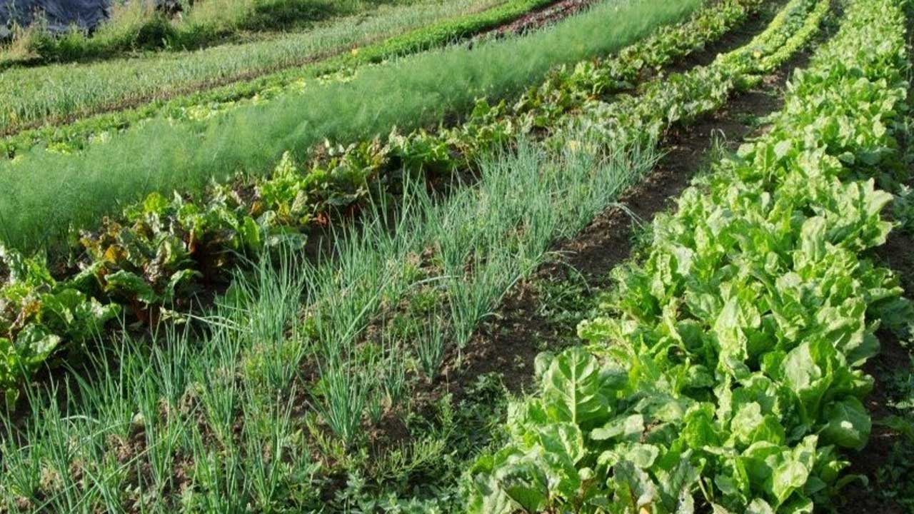 సేంద్రియ పెరటి తోట