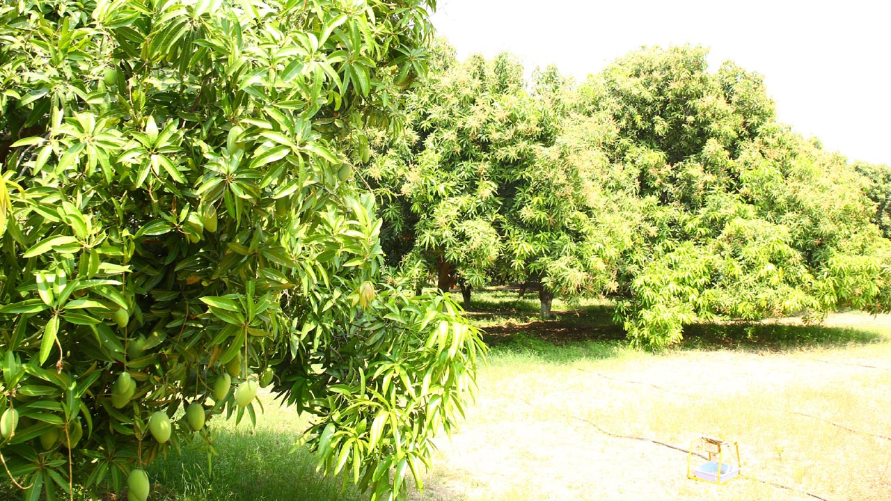 శీతాకాలంలో విరగ కాసిన మామిడి