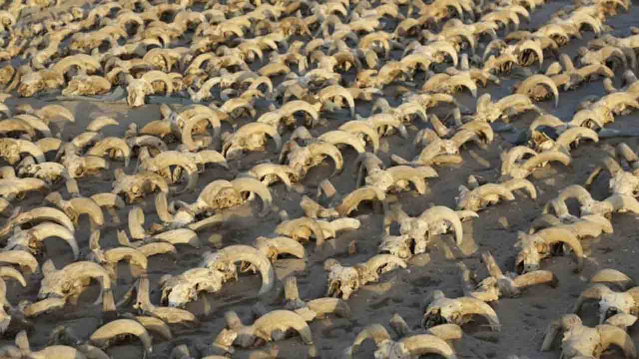Sheep Heads | ఈజిప్ట్‌ ఆలయం కింద.. బయటపడిన వేలాది గొర్రెల తలలు